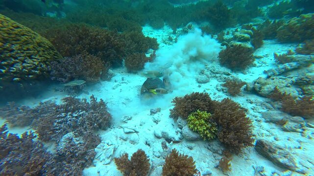 The titan trigger fish in Underwater Wonders of the Tropical Reef with Beauty of Coral Reef Biodiversity and view of colorful tropical fish and coral reef ecosystem	