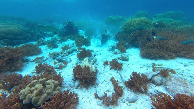 The titan trigger fish in Underwater Wonders of the Tropical Reef with Beauty of Coral Reef Biodiversity and view of colorful tropical fish and coral reef ecosystem	