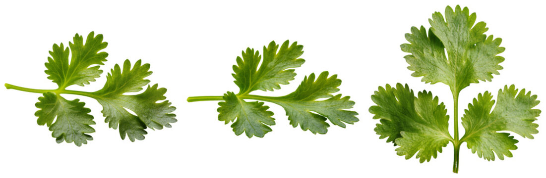 Three sprigs of fresh green cilantro leaves isolated on a transparent background