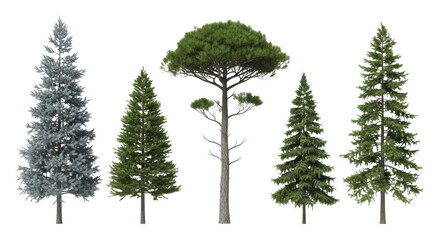 Fototapeta premium five distinct coniferous evergreen trees with rich dark green needles and textured grey-brown bark, casting subtle shadows on a transparent background, showcasing natural diversity concept