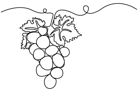 Grapes continuous one line drawing minimalist fruit outline vector illustration.Grapes minimalist continuous line drawing decorative fruit outline vector.botanical fruit,elegant fruit sketch.