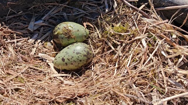 Close-up of two speckled seagull eggs resting in a natural nest made of dry grass and straw. Wildlife breeding, nature detail, spring life, coastal bird nesting.