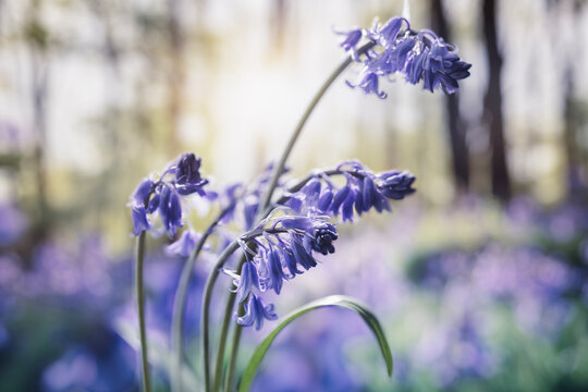 Bluebells close up in springtime forest background