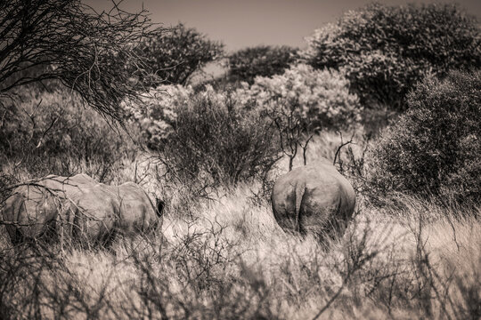 Rhinoc&eacute;ros dans la savane en Namibie