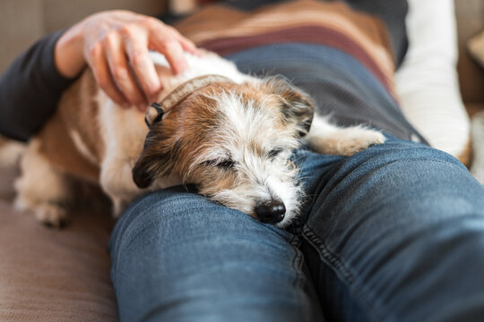 Ein kleiner Terrier Hund schl&auml;ft auf einem Mann. Zuhause, Haustier, Nahaufnahme.
