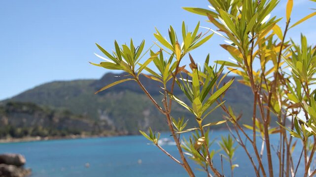 Oleander Shrub Branches Swaying Before Blue Mediterranean Coast and Mountains