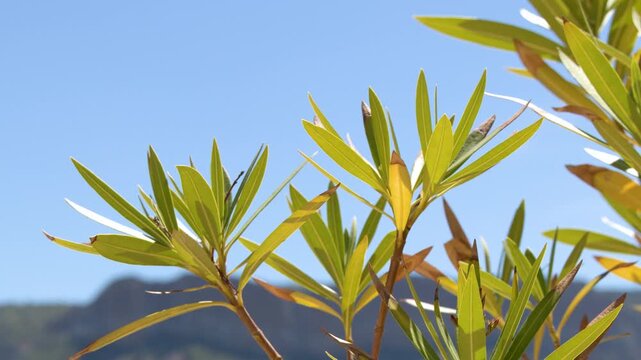 Green Oleander Shrub Leaves Swaying Against Mountain Background in Bordeaux France
