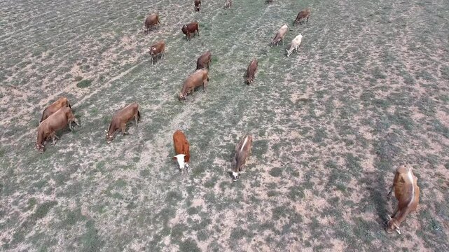 Aerial cattle grazing across arid steppe plain treeless rangeland dry soil textures. Free range bovines feed sparse grassland open pasture livestock terrain terrain texture detail.