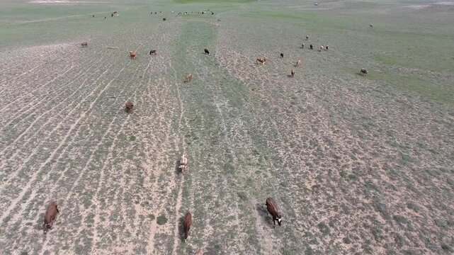 Aerial cattle grazing across arid steppe plain treeless rangeland dry soil textures. Free range bovines feed sparse grassland open pasture livestock terrain terrain texture detail.