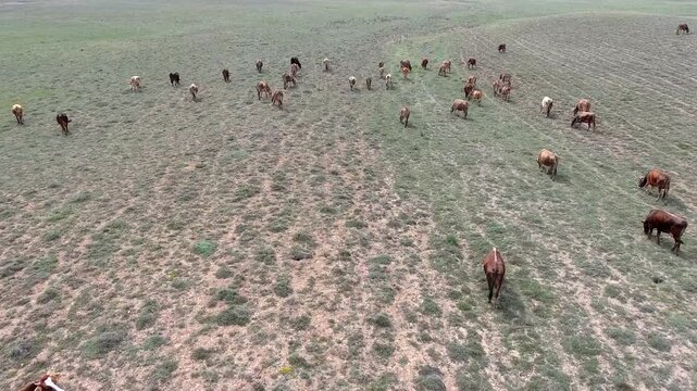 Aerial cattle grazing across arid steppe plain treeless rangeland dry soil textures. Free range bovines feed sparse grassland open pasture livestock terrain terrain texture detail.