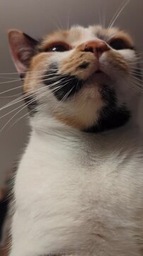 Calico Cat Close Up Portrait Vertical 4K Footage Curious Feline Looking Up Whiskers Fur Detail Domestic Pet Indoor Candid Video