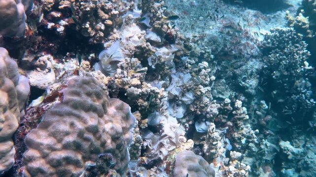 Vibrant Hard Coral Reef with Small Tropical Fish in Palau
