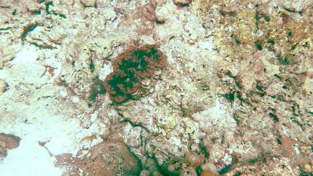 Giant Clam Tridacna Gigas on Coral Reef in Phi Phi Islands