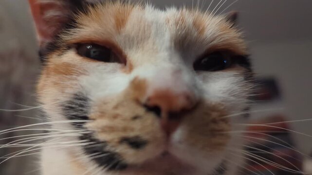 Calico Cat Close Up Portrait Horizontal 4K Footage Relaxed Feline Eyes Closed Contented Expression Whiskers Fur Detail Domestic Pet Candid Video