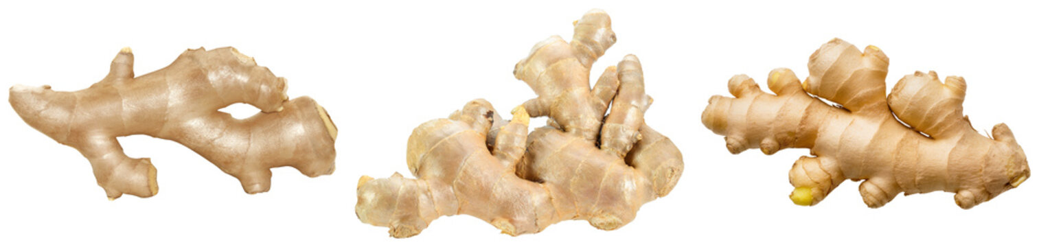Three fresh ginger roots isolated on a transparent background