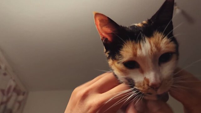 POV Hands Petting Calico Cat Face Close Up Horizontal 4K Footage Affectionate Pet Interaction Human Animal Bond Domestic Feline Candid Video