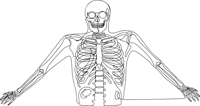 Black and white line art drawing of a human skeleton torso showing the rib cage and skull with arms stretched out for medical and biology educational purposes Continuous Line Art Vector Illustration