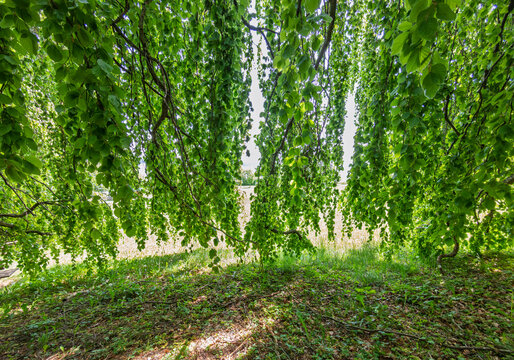 Bl&auml;tterdach einer Buche (Fagus) Schlosspark H&ouml;henried, Bayern, Deutschland, Europa