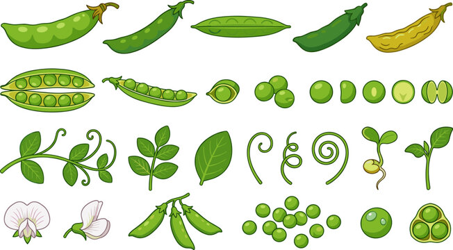 Complete Green Pea Plant Vector Set Featuring Pods, Seeds, Flowers, Tendrils, and Sprouts for Gardening Guides, Healthy Food Branding, Agricultural Education, and Culinary Graphic Designs