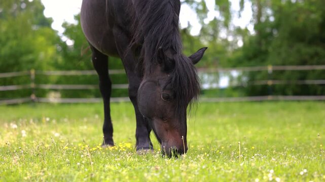Dark bay Barb mare grazing with foal at side on summer pasture