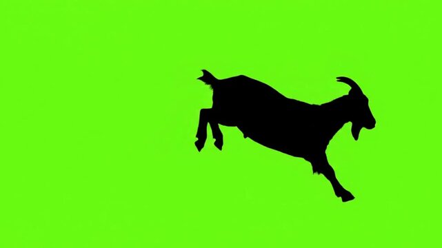 silhouette vector of goat jump video green screen background