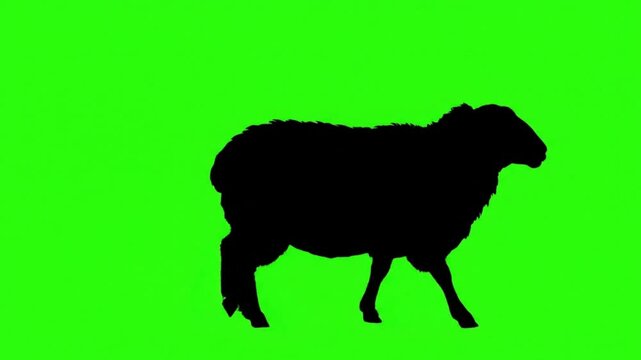 silhouette vector of a sheep walking calmly video 