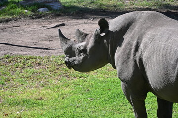 side profile of a white rhino  © Isobelle