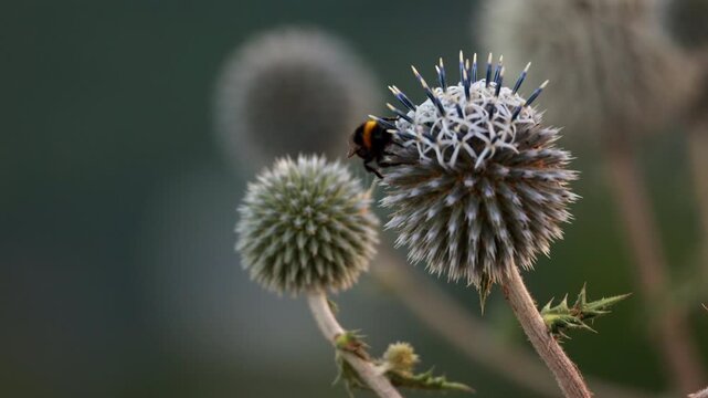 Macro view of bumblebee resting on spiky globe thistle bloom