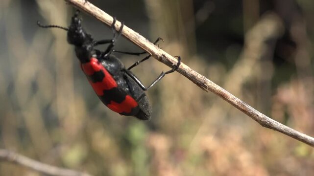 Spotted blister beetle crawls through dry grass, showing bright warning colors and wing detail. Red and black insect stands in open habitat with clear anatomy, wildlife texture, and alert pose.