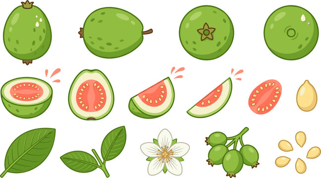Tropical Guava Fruit Vector Icon Set Featuring Whole Fruits, Sliced Pink Guava, Leaves, Blossoms, and Seeds for Healthy Juice Branding, Exotic Food Packaging, and Botanical Educational Designs