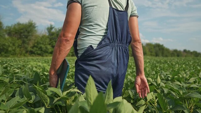 Farmer stands in soybean field with tablet checking crop. Worker inspects soybean plants using digital device. Farmer monitors field growth with tablet. Agriculture technology in soybean farmland.