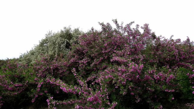 Blooming Silver-leafed Salt Tree (Halimodendron halodendron) in the steppe.