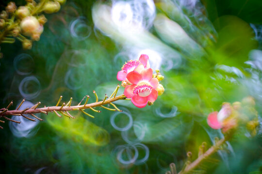 Beautiful pink sal tree blossoms with stunning donut bokeh softly glowing in the background
