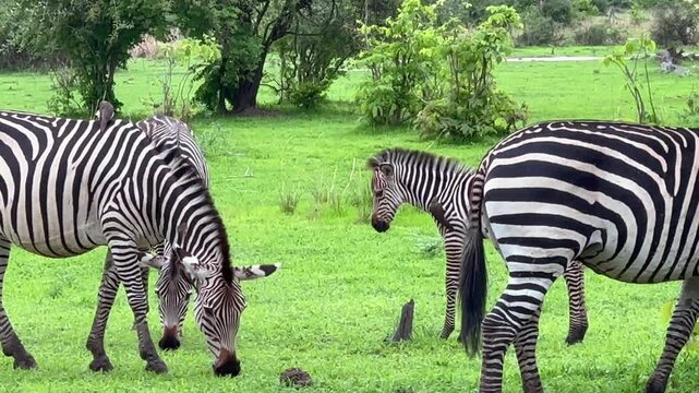 Herd of Crawshay's zebras (Equus quagga crawshayi) in South Luangwa National Park, Zambia.