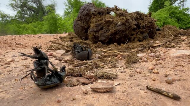 Dung beetles from the Scarabaeidae family mating near fresh elephant dung in South Luangwa National Park in Zambia.