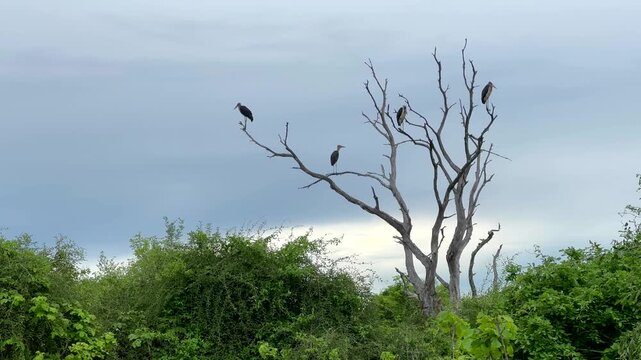 Marabou storks (Leptoptilos crumenifer) sitting on the branches of a dead tree in South Luangwa National Park in Zambia.