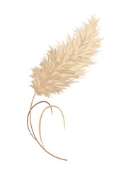 Fototapeta premium Pampas grass branches. Dry feathery head plumes, used in flower arrangements, ornamental displays, interior decoration, fabric print, wallpaper, wedding card. Golden ornament element in boho style