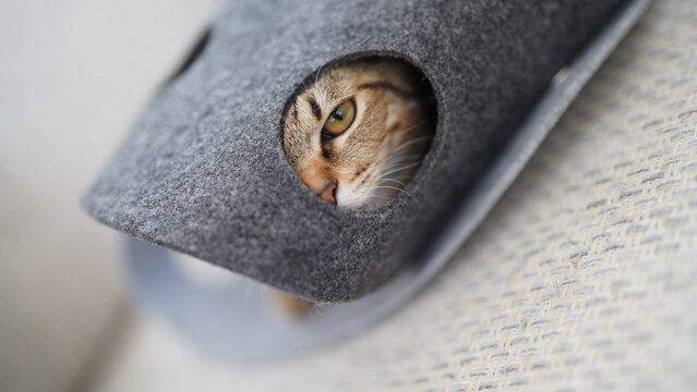 穴から覗くキジトラ子猫