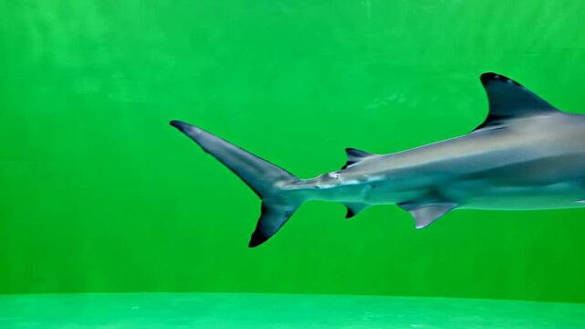 Realistic Shark Swimming in a Vivid Green Background for Marine Life Educational Content and Video Production