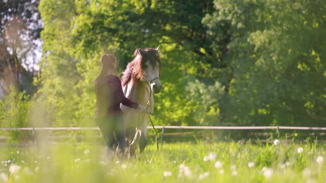 Young woman working at liberty with dun Barb stallion in natural horse training session