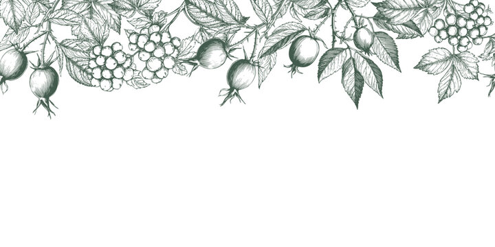 Rosehip and viburnum twigs with berries and leaves, sketch. Vector illustration. Seamless horizontal border made of medicinal herbs, the pattern is isolated on a white background