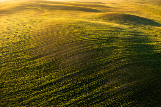 Tuscany landscape featuring rolling green fields bathed in golden light, an undulating agricultural environment perfect for tourism and destination concepts in Orcia valley, Pienza, Italy.