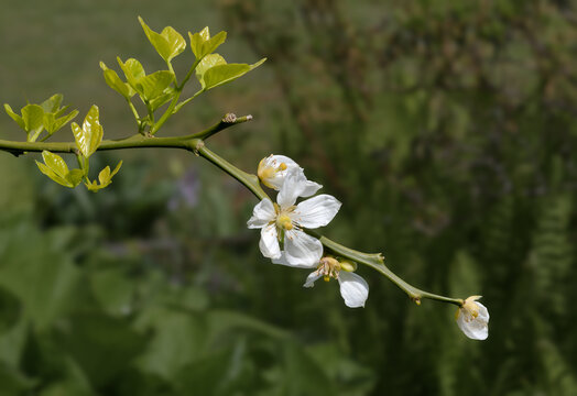 Fruit Node and Flower of Chinese Bitter Orange resp.Poncirus trifoliata,lower Rhine region,Germany
