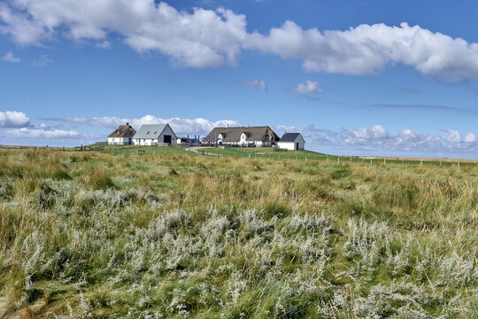 Hamburger Hallig or Hamburg Holm at North Sea,North Frisia,Wattenmeer National Park,Schleswig-Holstein,GermanyGermany