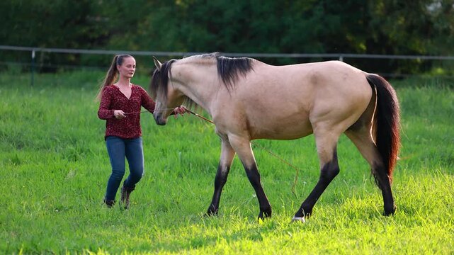 Young woman working at liberty with dun Barb stallion in natural horse training session