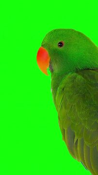 Male Eclectus Parrot on Green Screen Background Close Up Portrait