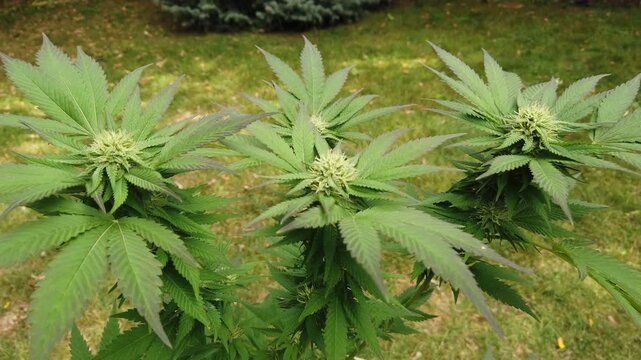 The top of a cannabis marijuana plant during flowering. The white pistils and stigma indicating that this is early in the flowering process and likely weeks away from harvest.