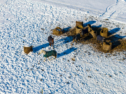 Aerial view of horses wearing blankets in a snowy paddock with hay feeders and long shadows Lithuania.