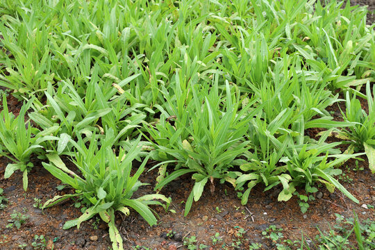 Fresh You Mai Cai or Sword Lettuce growing in an organic vegetable garden.