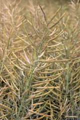 Fototapeta premium Dried rapeseed stalks standing in a rural field in China.